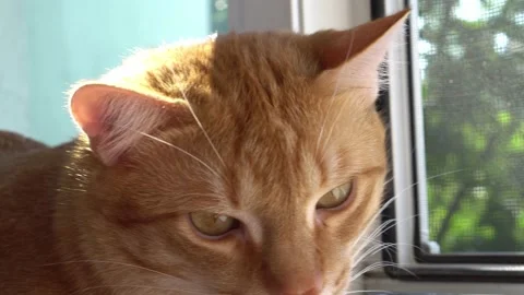 Red cat close-up. cat in a city apartment Stock Footage 135344927