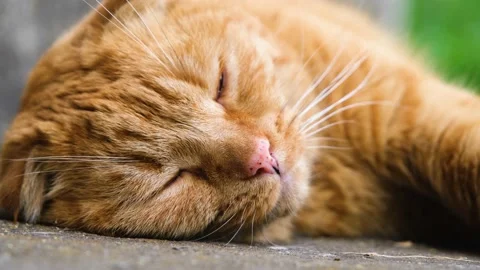 Red cat close-up. The cat sleeps sweetly. Red cat sleeps with pleasure. Stock Footage 204715023