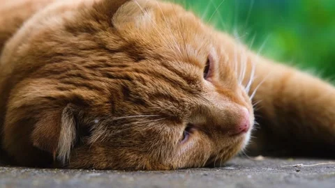 Red cat close-up. The cat sleeps sweetly. Red cat sleeps with pleasure. Video stock 211089879
