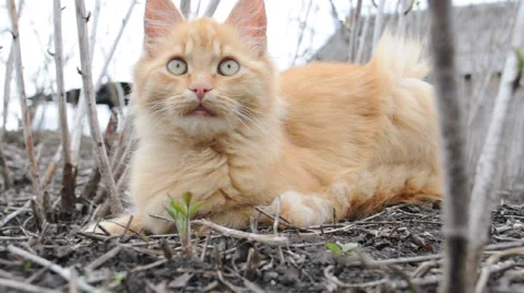 Red cat close up Stock Footage 3175116
