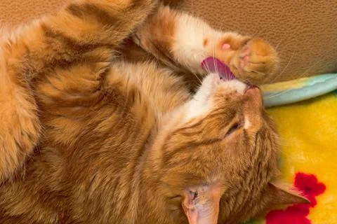 Red cat Close-up Stock Photos