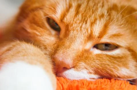 Red cat close up sweetly sleeping Foto stock