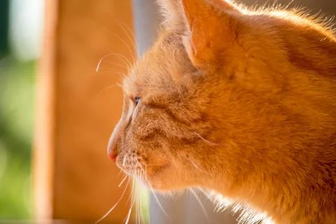Red cat - close up view of the head of a ginger cat Stock Photos