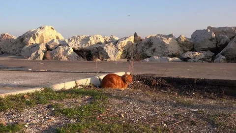 Red cat in cold weather Stock Footage 72130197