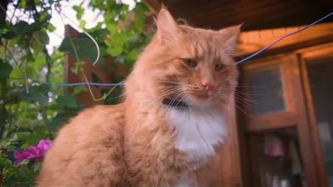 A red cat with a collar Video stock 158611329