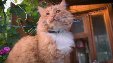 A red cat with a collar Stock Footage 158616975