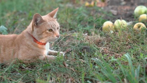 A red cat in a collar plays with a field gray mouse on green grass. Stock Footage 209185849