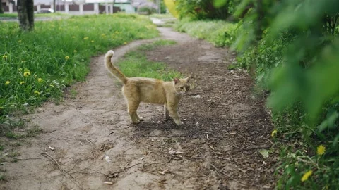 The red cat comes out of the grass on the path Stock Footage 154660549