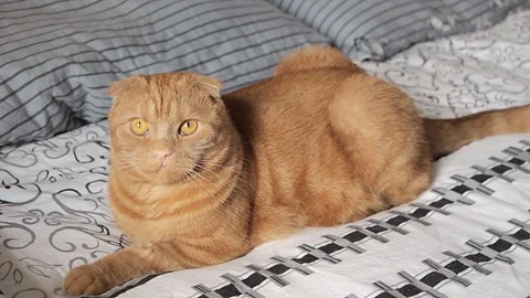 Red cat on couch Stock Footage 88491459