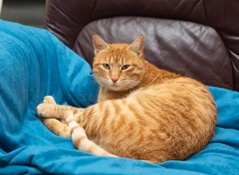 Red cat on the couch Stock Photos