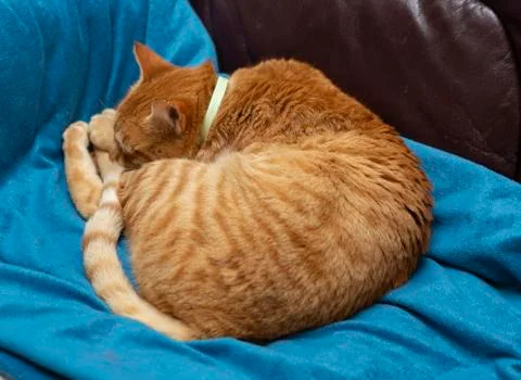 Red cat on the couch Foto stock