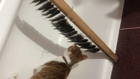 The red cat crept up to the dried fish hanging on the lace. She sniffs her .. Stock Footage 271627234