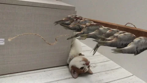 The red cat crept up to the dried fish hanging on the lace. Vertical video. Stock Footage 271627274