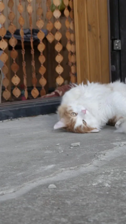 Red cat cute rolling on the floor Stock Footage 157985175