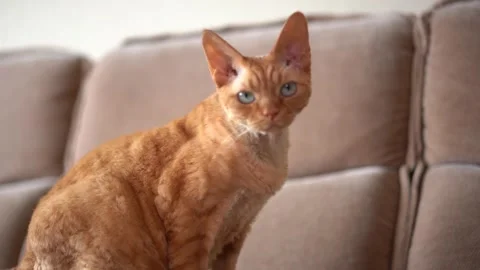Red cat Devon Rex in the apartment Stock Footage 252826286