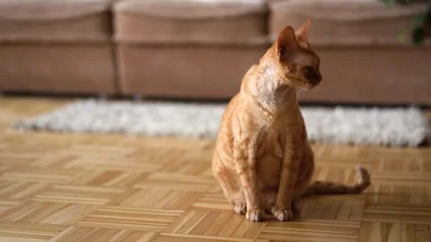 Red cat Devon Rex in the apartment Stock Footage 252827098