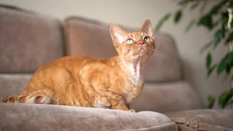 Red cat Devon Rex in the apartment Stock Footage 252827153