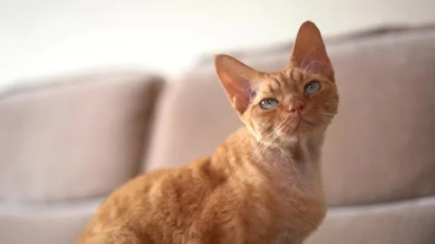 Red cat Devon Rex in the apartment Stock Footage 253081764