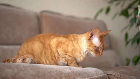 Red cat Devon Rex in the apartment Stock Footage 253082080