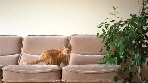 Red cat Devon Rex in the apartment Stock Footage 253501332