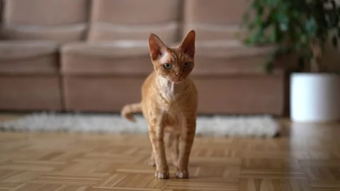 Red cat Devon Rex in the apartment Stock Footage 254081730