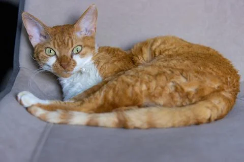 Red cat devon rex with green eyes is resting in a favorite chair Stock Photos