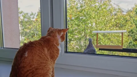 Red cat Devon Rex sits on the window and watches the pigeon Stock Footage 164328738