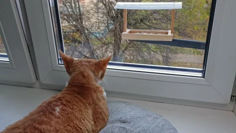 Red cat devon rex sits on the windowsill by the window and watches the birds fee Stock Footage 167514318