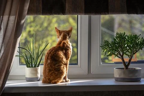 Red cat Devon Rex sits on the windowsill and looks out into the street. There Stock Photos