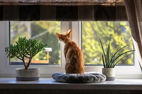 Red cat Devon Rex sits on a pillow on the windowsill and looks out into the s Stock Photos