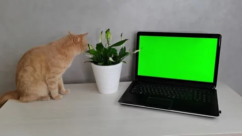A red cat devours a potted flower near an open laptop with a green screen. Stock Footage 155861088