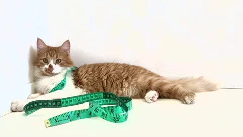 Red cat on a diet Stock Footage 117284875