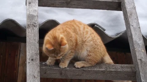 Red cat down the stairs Stock Footage 72285303