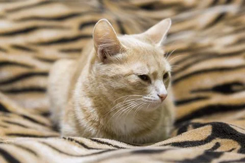 Red cat dozing on the couch. 库存照片