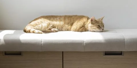 A red cat is dozing on the couch in the sun. Stock Photos