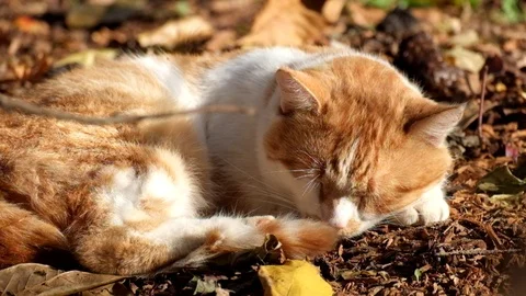 Red cat dozing on dry land under the last warm rays of the autumn sun Stock Footage 98295706