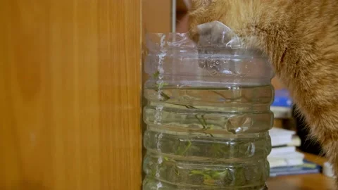 Red cat drinking from an aquarium Stock Footage 196713862
