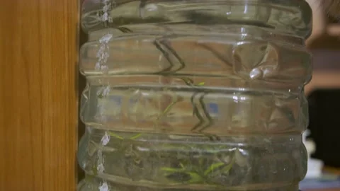 Red cat drinking from an aquarium Stock Footage 196713863