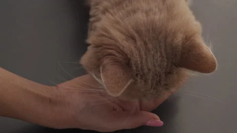 Red cat eating from hands in the kitchen at home close-up Stock Footage 137535840