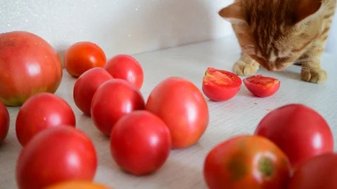 Red cat is eating ripe tomatoes Stock Footage 94403822