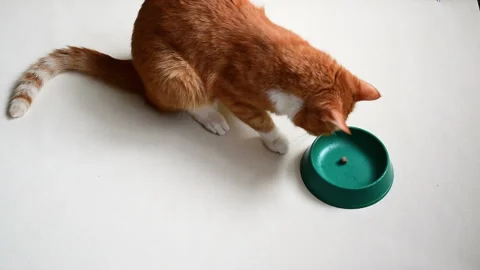 Red cat eats cat food on a white background Stock Footage 129010316