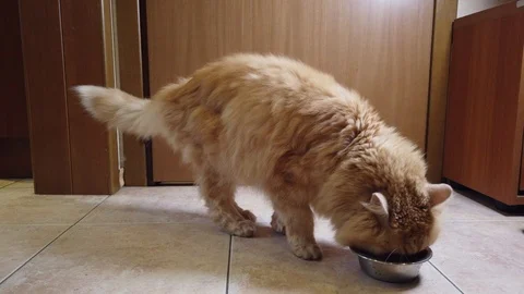 Red cat eats dry food from his plate Stock Footage 114543174