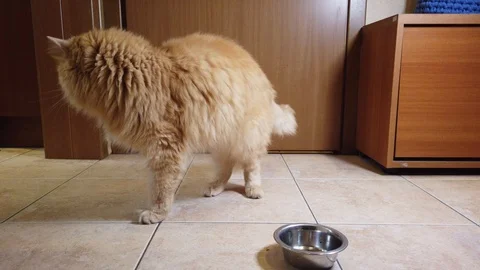 Red cat eats dry food from his plate Stock Footage 114549514