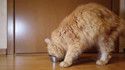 Red cat eats dry food from his plate Stock Footage 114554016