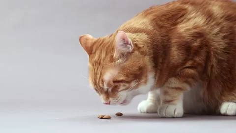 Red cat eats dry food 動画素材 267520133