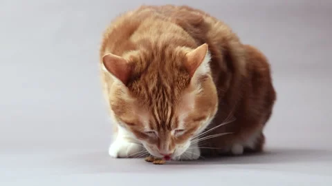 Red cat eats dry food Stock Footage 267520631