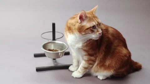 Red cat eats dry food Video stock 267520688