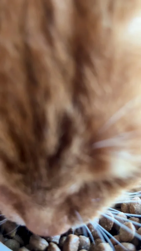 Red cat eats dry food. Cute pets Stock Footage 283563972