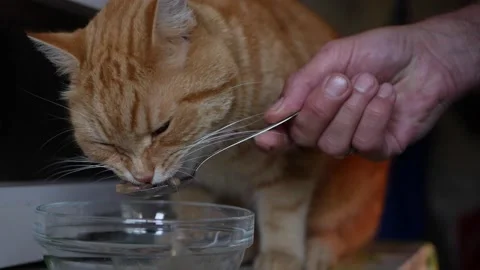 Red cat eats meat food from a spoon. Taking care of pets Stock Footage 137631247