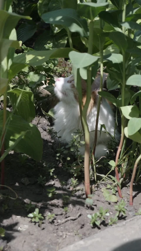 A red cat eats a plant in the bushes Stock Footage 157985179
